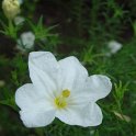Nierembergia speciosa 'Mont Blanc' fleur